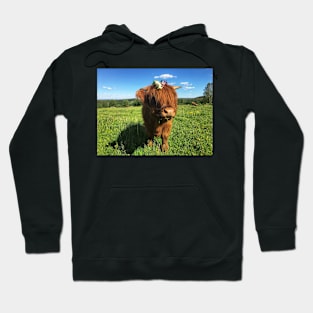 Scottish Highland Cattle Calf 2022 Hoodie